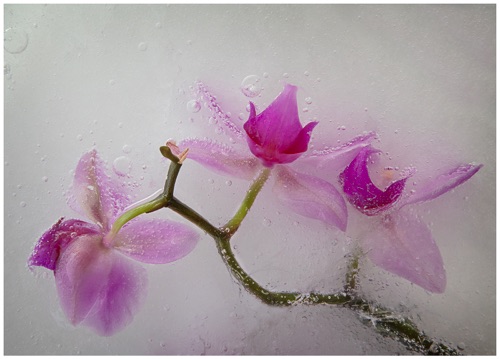 3 Pink Orchids copy.jpg